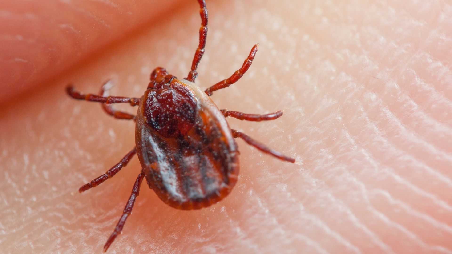 How Ticks Spread Lyme Disease